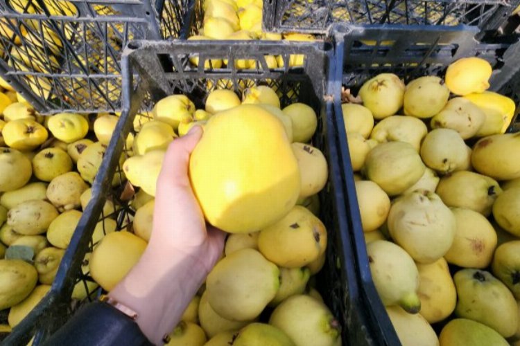 Armut üreticisi isyanda! Tarlada 8 lira, pazarda 35 lira…