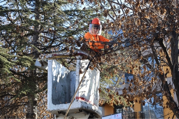 Eskişehir Belediyesi’nin ağaç budamaları sürüyor