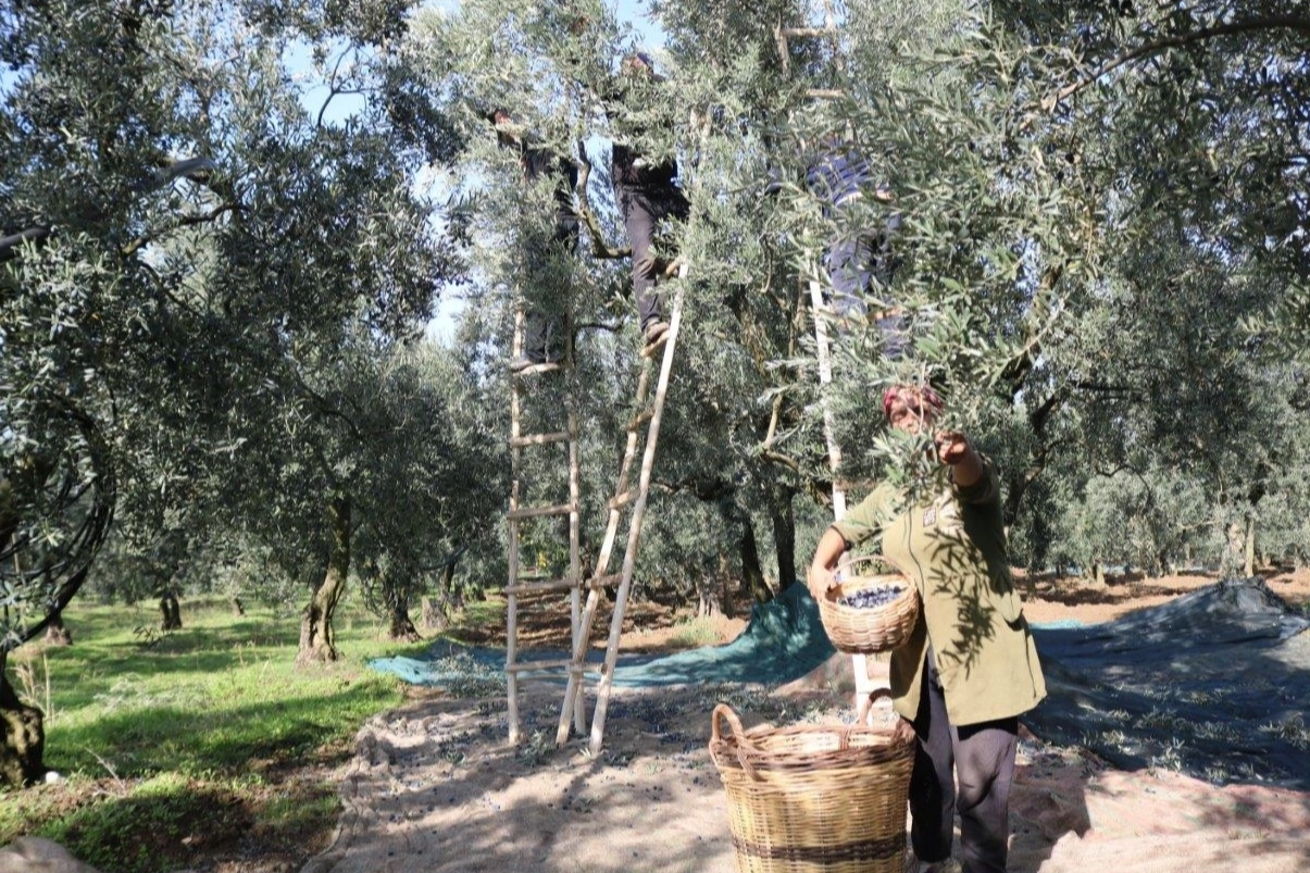 Marmarabirlik nihai fiyatları açıkladı… Zeytinde avansa ‘nihai’ ayar!