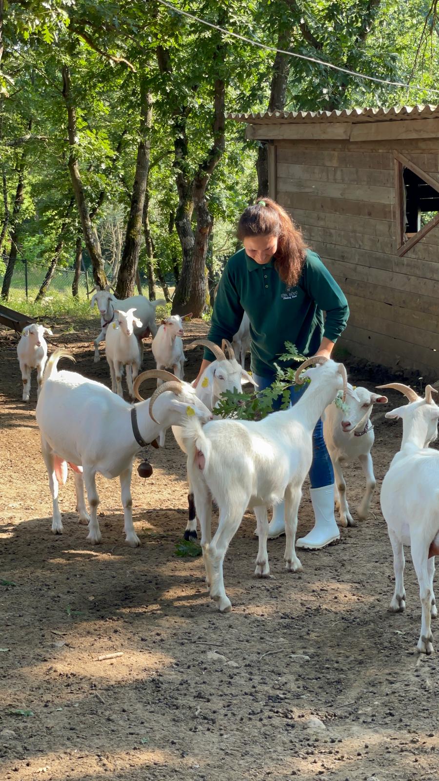 Çiftlik Hayvanlarıyla Vakit Geçirmek Mutluluğun Anahtarı
