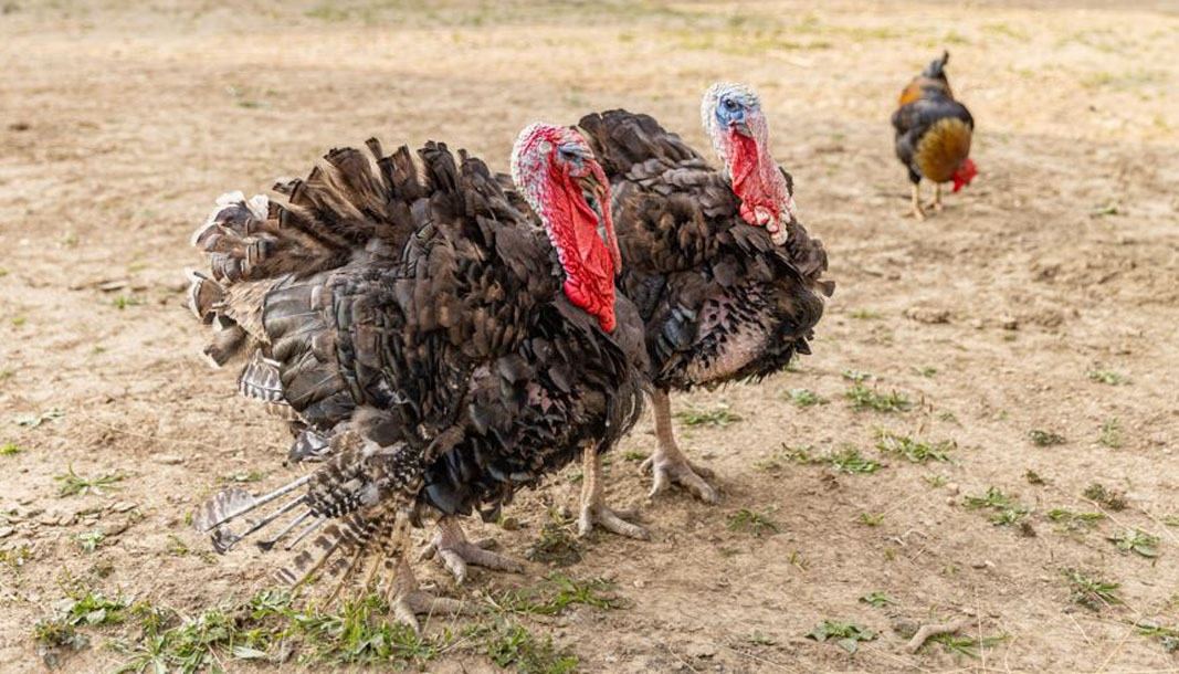 Isparta’da yılbaşı hindileri elde kaldı – Birlik Haber Ajansı