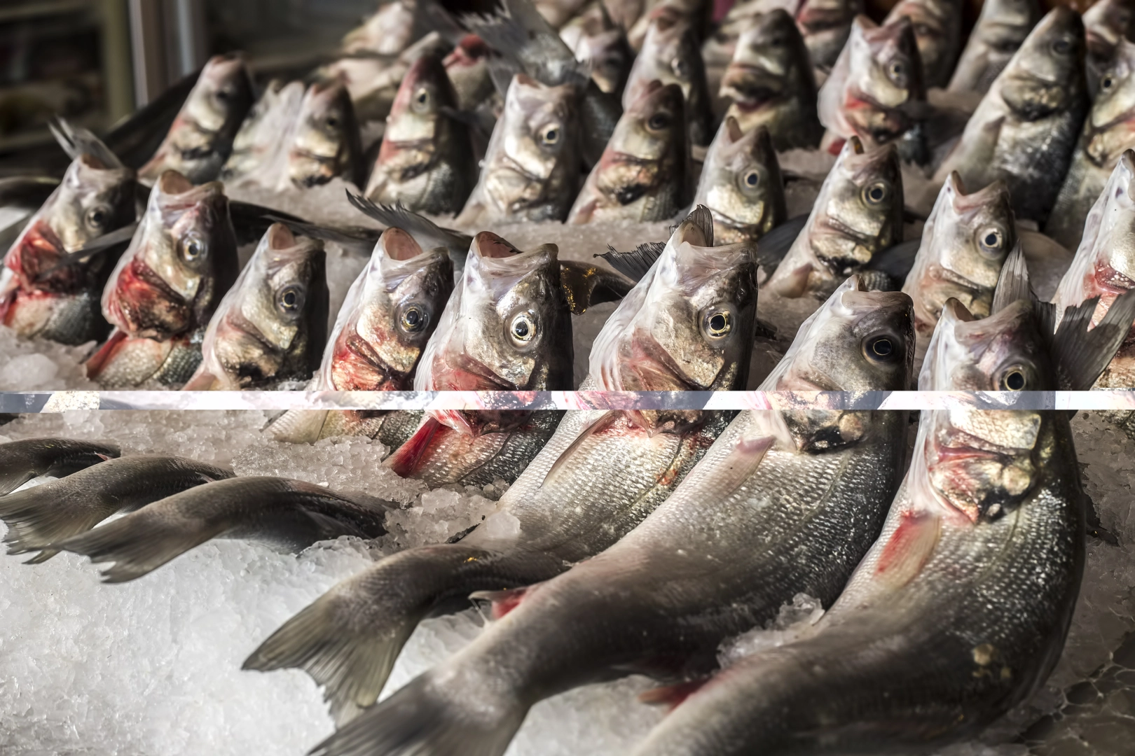 Su ürünleri ihracatı 2 milyar doları aştı… Levrek zirvedeki yerini korudu