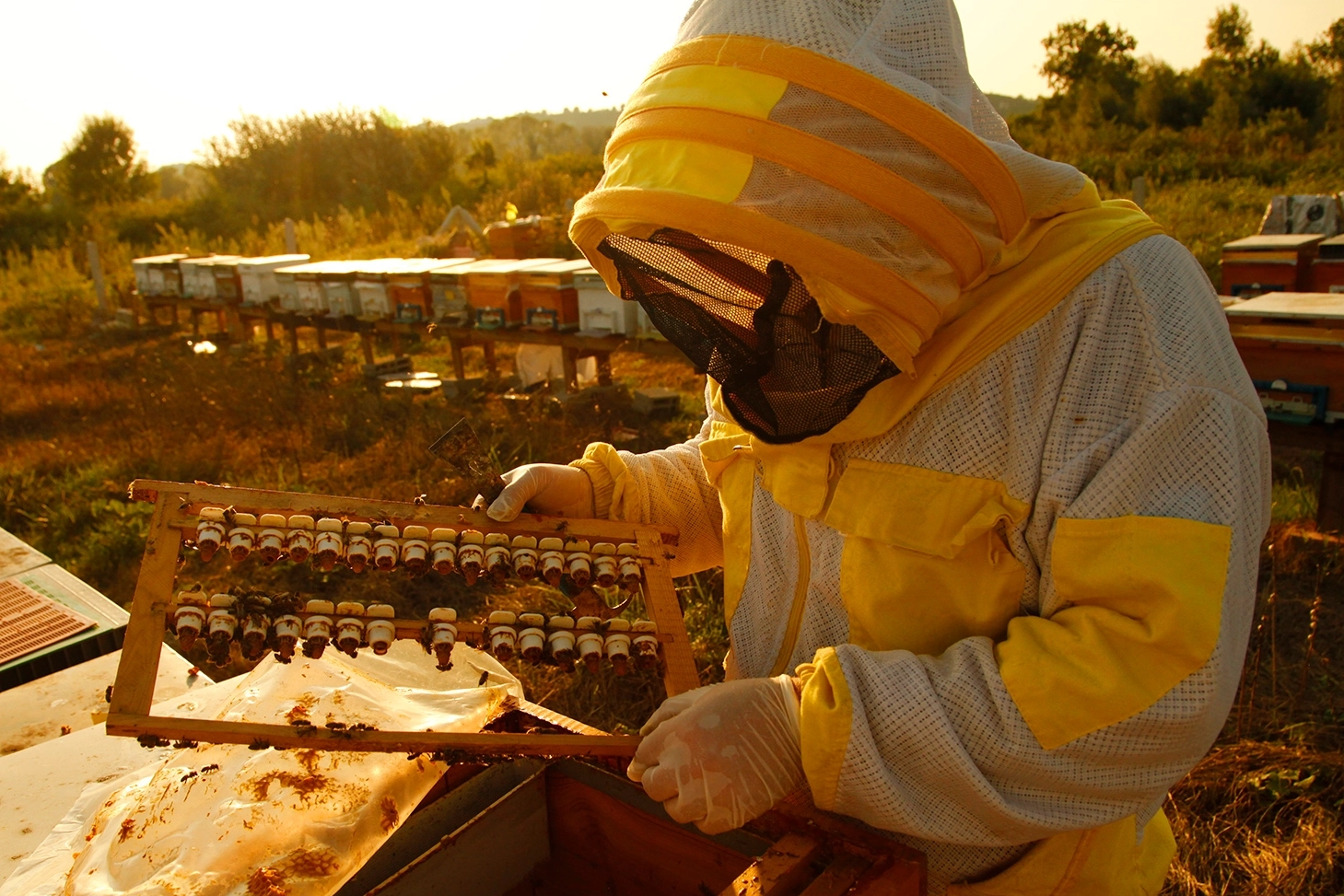 2024’te bal üretimi azaldı… Büyük ve küçükbaşlar arttı