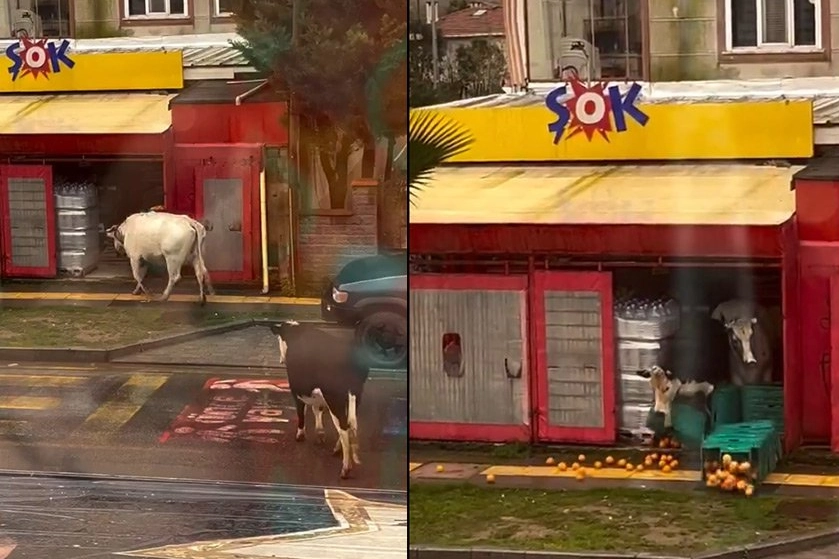 İstanbul Şile’de ineklerin görüntüleri ‘Şok’ etti!