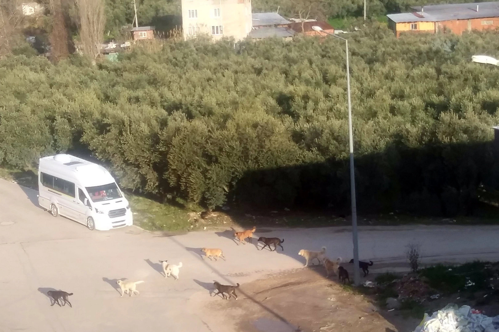 Mudanya’da başıboş köpeklerin ‘sürü’ tedirginliği!