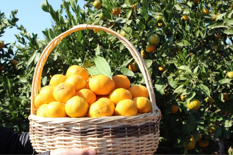 Turunçgiller ‘Tarım Ürünleri’nin gözdesi