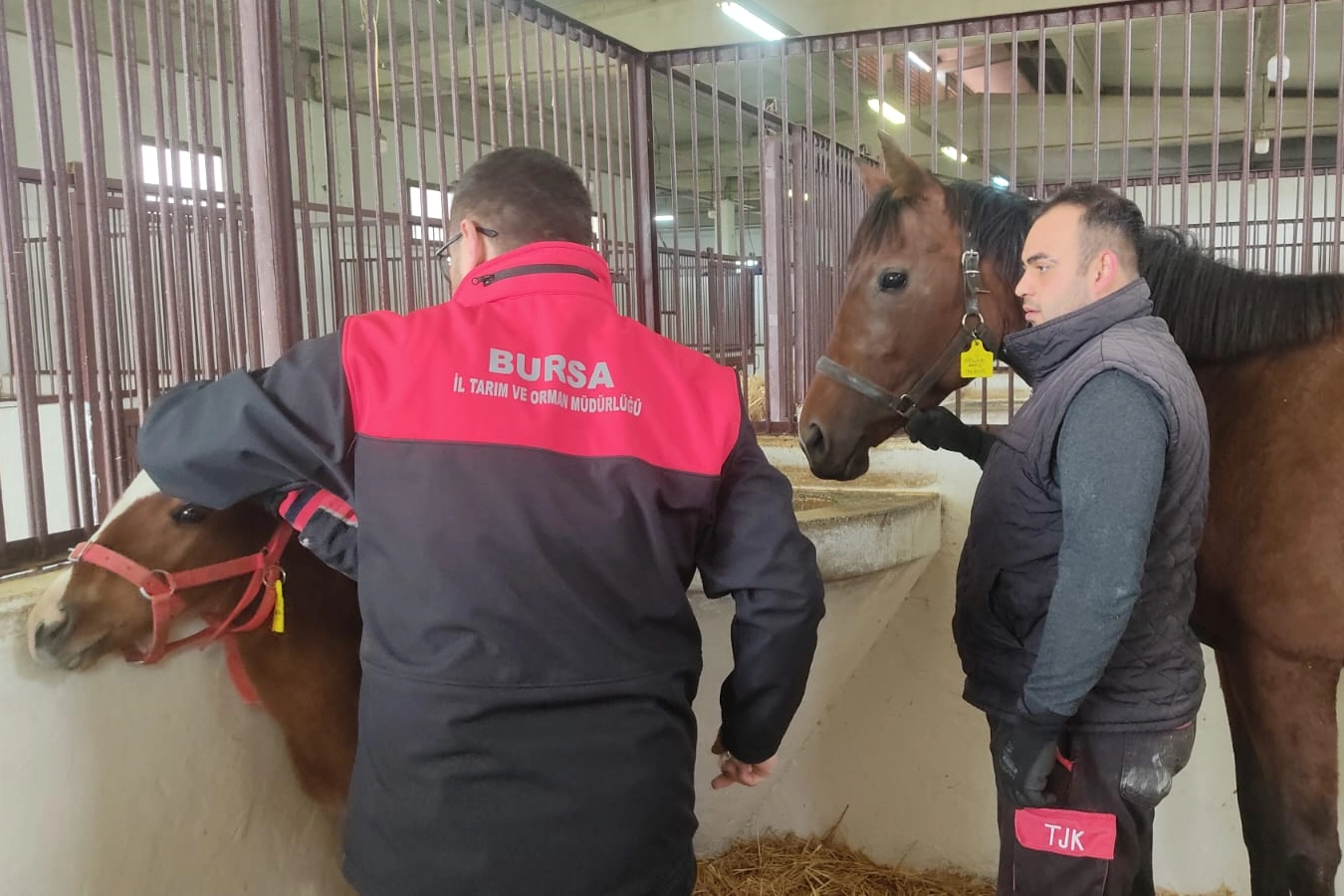 Tay tescil işlemleri Bursa’da sürüyor