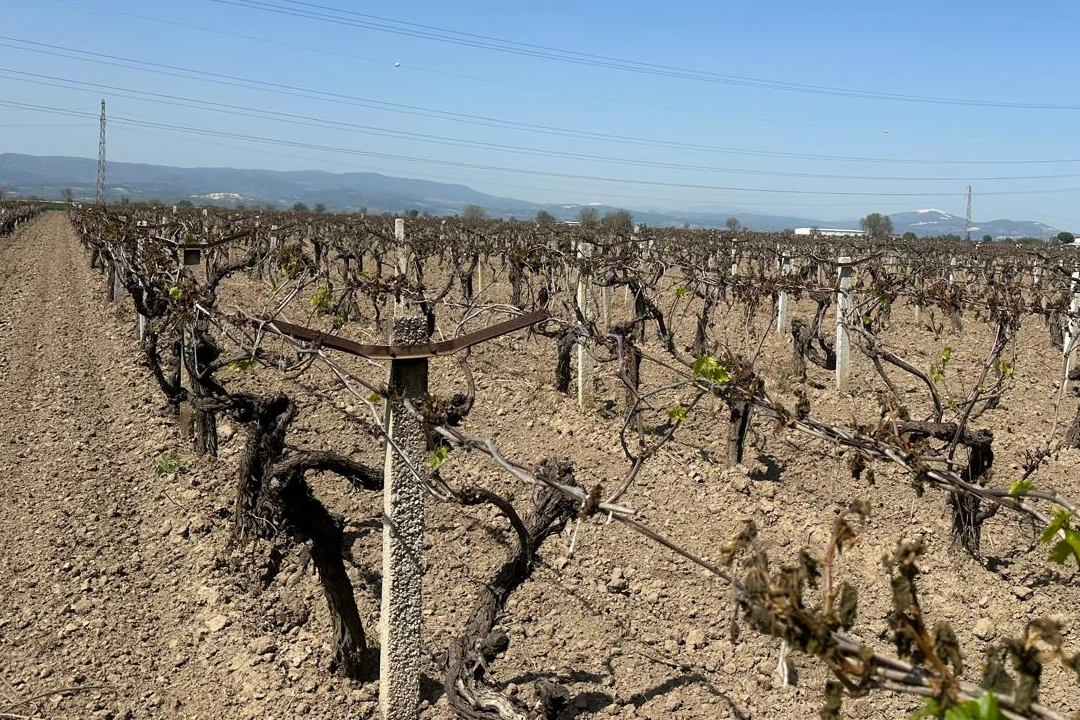 Manisa Büyükşehir’den üreticiye ‘zirai don’ desteği
