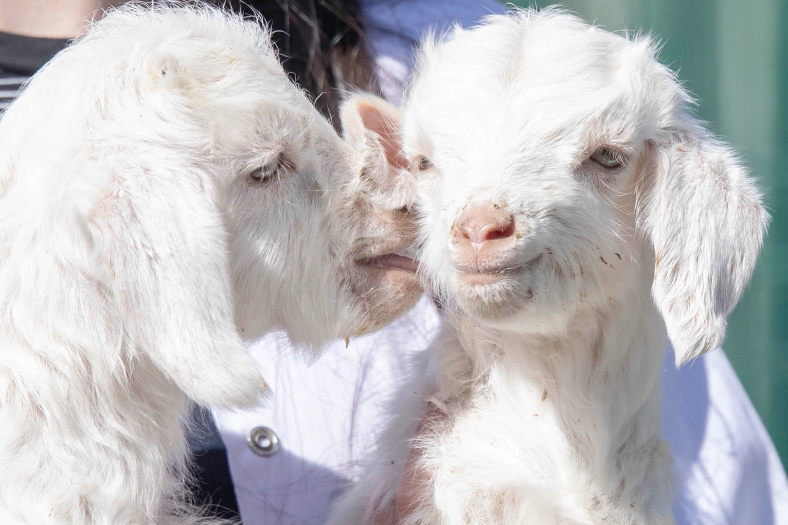 Doğal yaşam parkı’nda yavru heyecanı