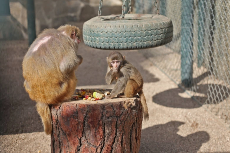 Antalya’da yavru maymun ‘Fıstık’ yeni ailesine alıştı