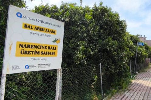 Antalya’da ‘Narenciye Balı’ koruma altında
