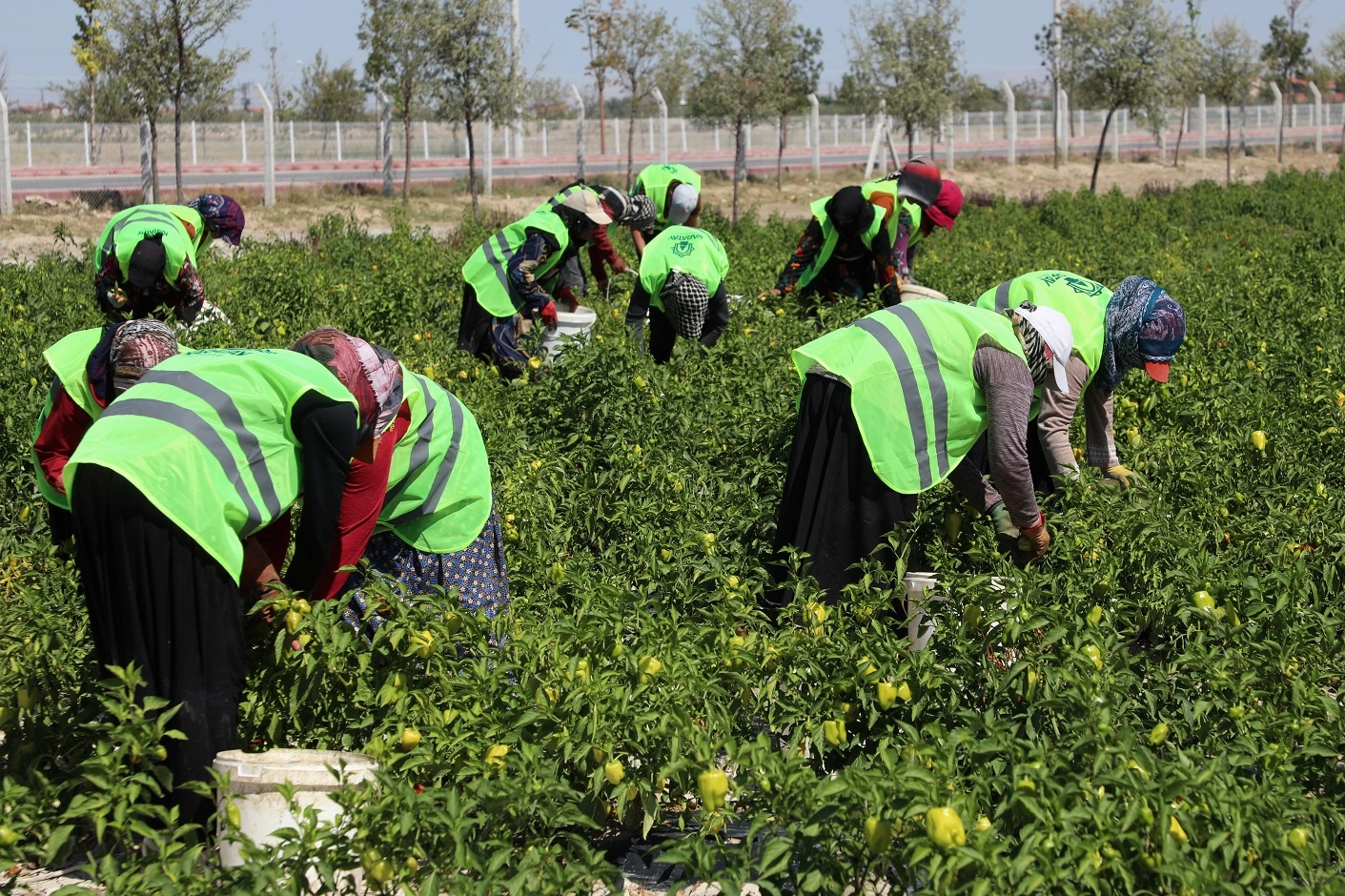 Binlerce yıllık Ata tohumları Karatay’da hayat buluyor