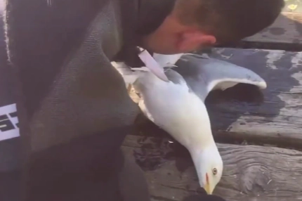 İstanbul İtfaiyesi Bakırköy’de martı kurtardı