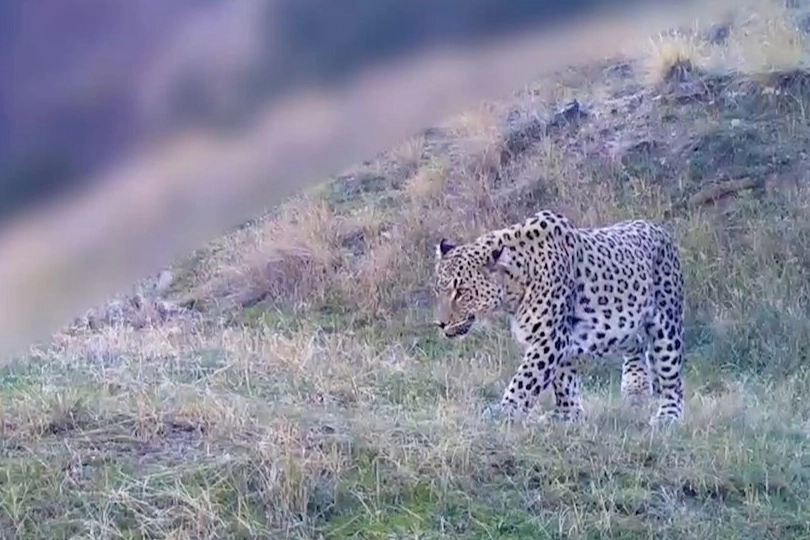 İşte ‘Anadolu Parsı’nın yeni görüntüsü…