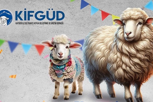 Kayseri Talas’ta France ırkına özel festival