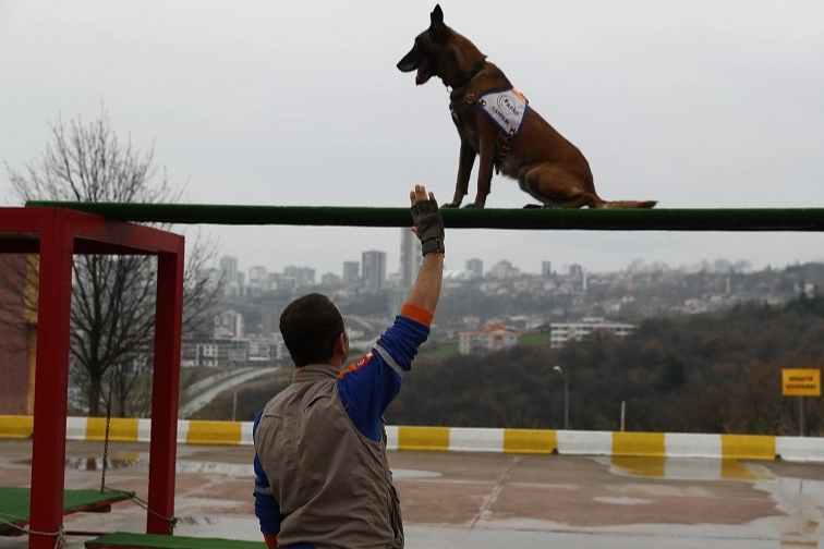 Afet köpeklerine detaylı yönetmelik… Köpekli Arama Timi Yönetmeliği yayımlandı
