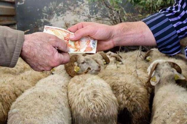 Kurbanlıklar yüzde 25 arttı… TZOB’a göre 147 milyar TL’lik ekonomik hareket bekleniyor