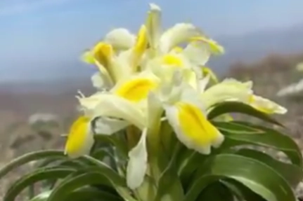 Peşmen Nevruzu Malatya’da çiçek açtı! Koparılırsa 557 bin 212 TL cezası var!