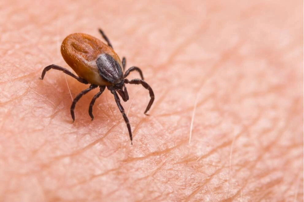 Sivas Valiliği’nden ‘kene’ uyarısı!