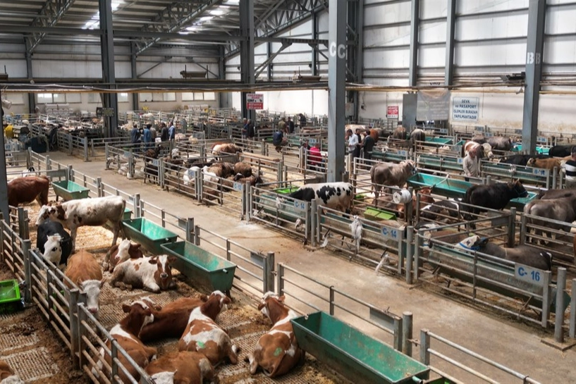 Erzurum’da Doğu Anadolu Canlı Hayvan Borsası’na büyük ilgi