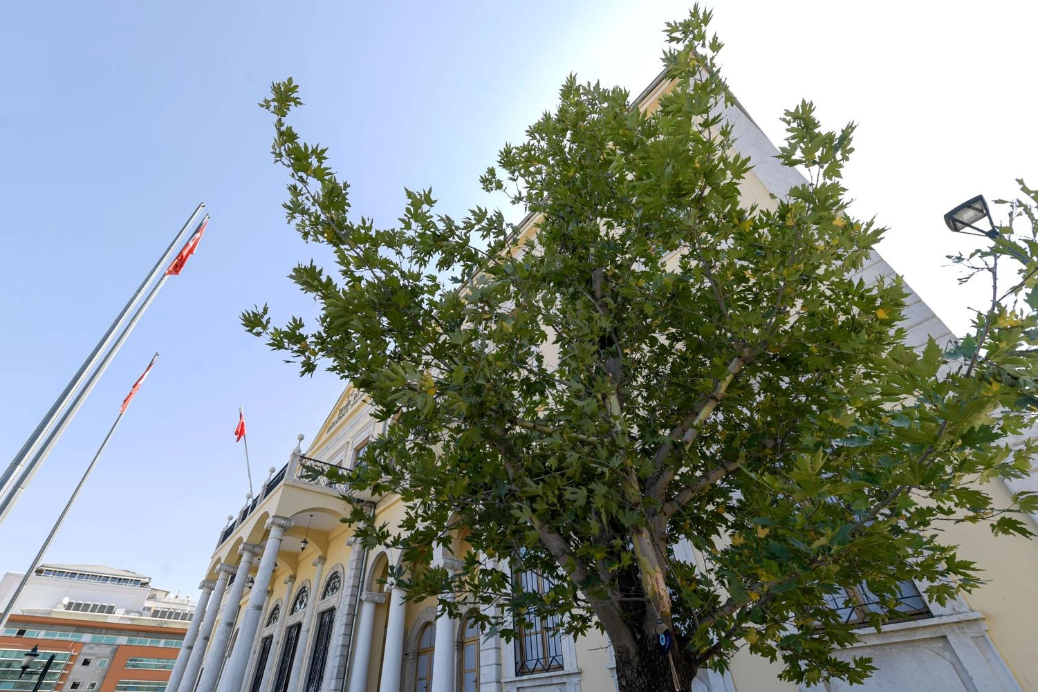 İzmir’in yeni sembolü olacak… Konak’a ‘Doğu Çınarı’ dikildi