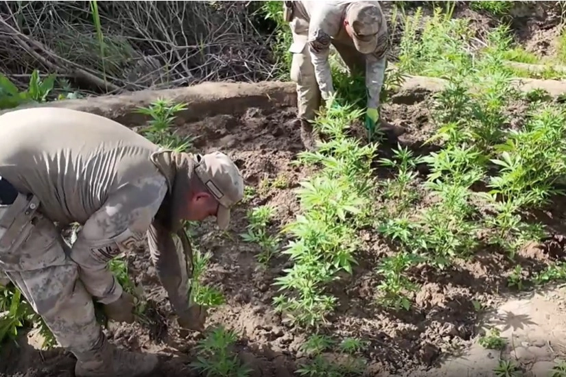 Jandarma’dan dev operasyon! 12,5 milyon liralık kenevir yakalandı