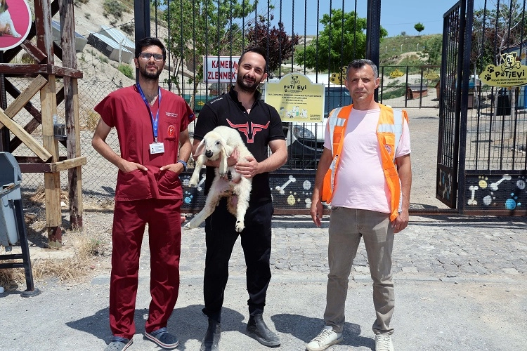 Kayseri Talas’ta kaçak kuzular sahibine döndü