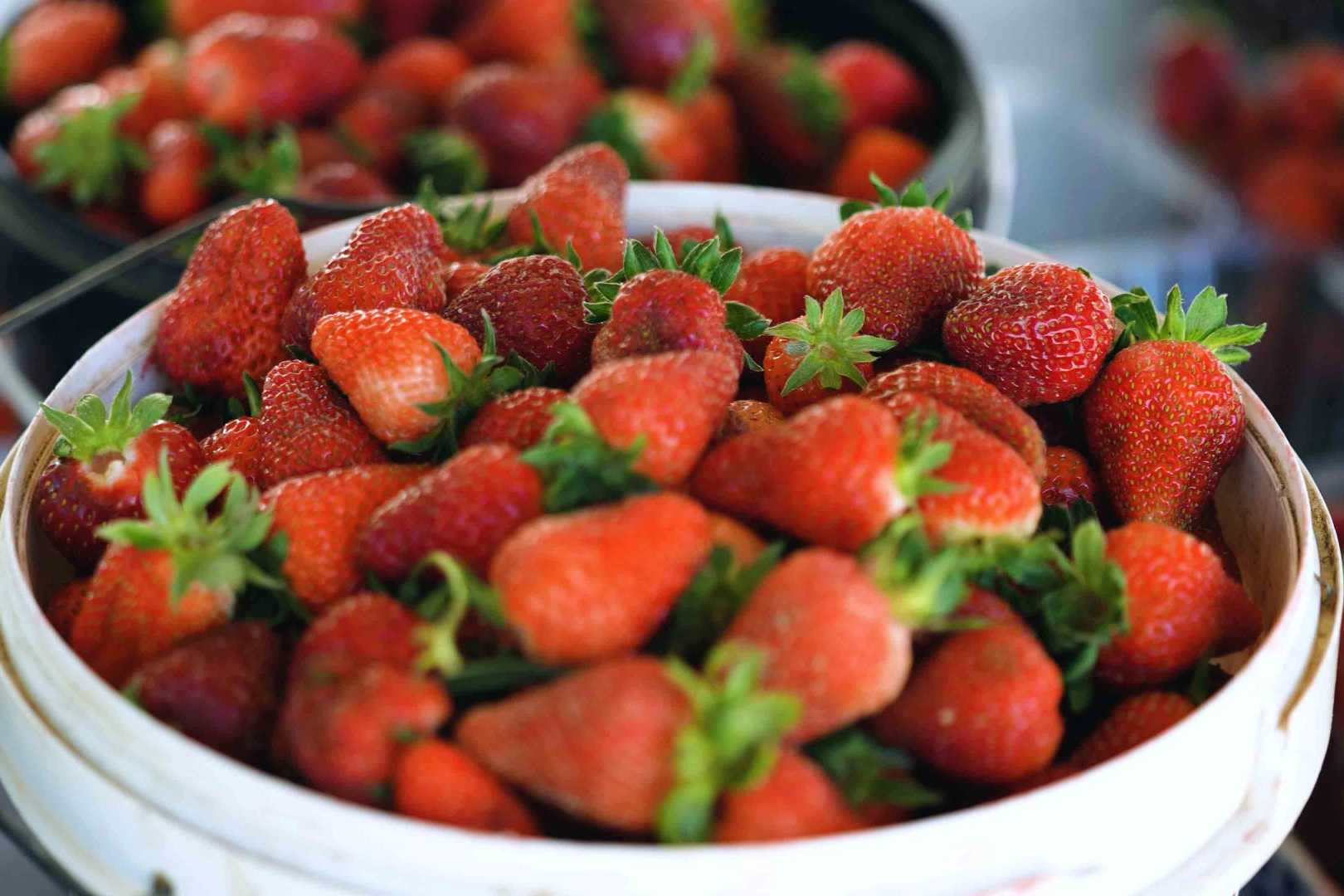 Kocaeli’de çilekte kaliteli hasat Akçat’ta başladı… Verimli ilk hasat başladı