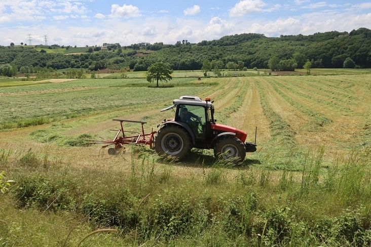 Kocaeli’de ‘süt otu’ hasadı başladı