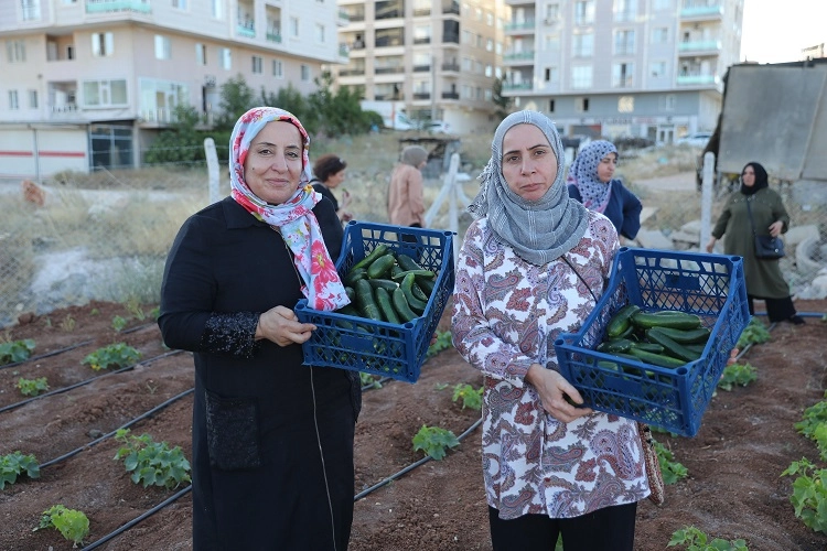 Mardin Artuklu Kent Kadın Bostanları’nda ilk hasat sevinci