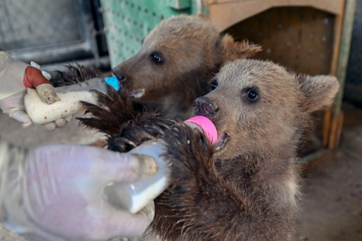 Mersin Tarsus’ta yavrular ziyaretçileri bekliyor