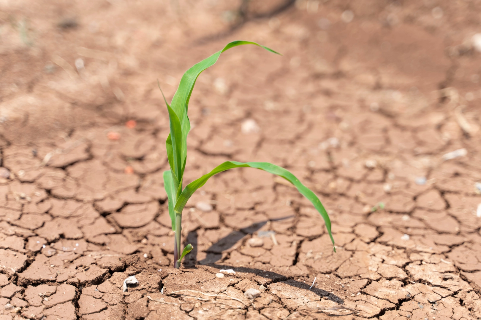 TEMA: Toprağı iyileştirmek, geleceği korumaktır