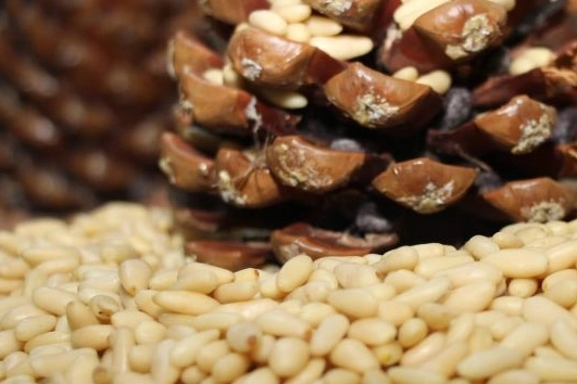 Türkiye’nin 33’üncü tescillisi oldu… Aydın Çam Fıstığı’na AB tescili