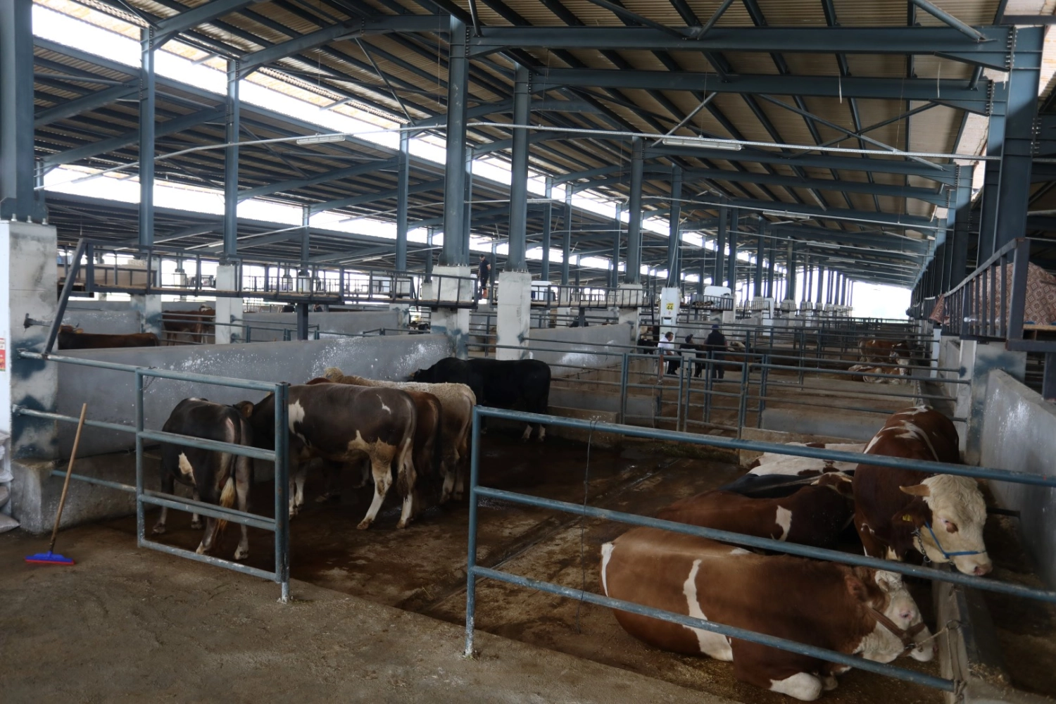 Bursa İnegöl’de hayvan pazarları ‘belirsiz süre’ kapatıldı