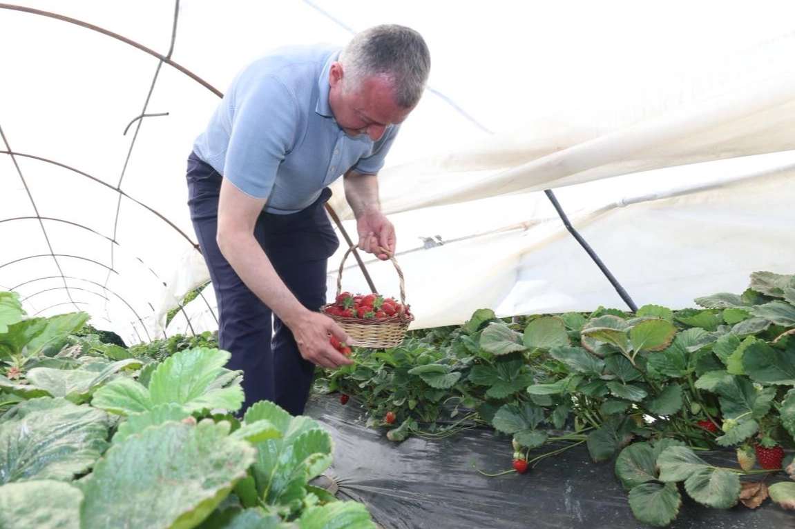 Kocaeli’de Başkan Büyükakın çilek hasadına katıldı