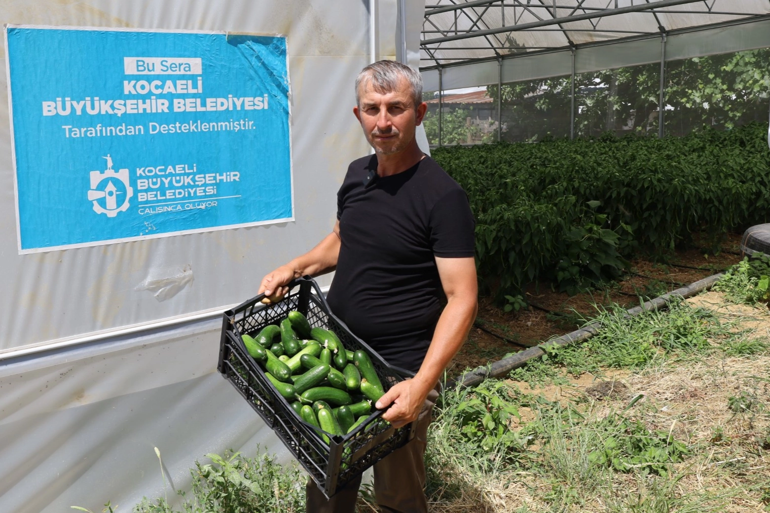 Kocaeli’de modern seralarda hasat bereketi