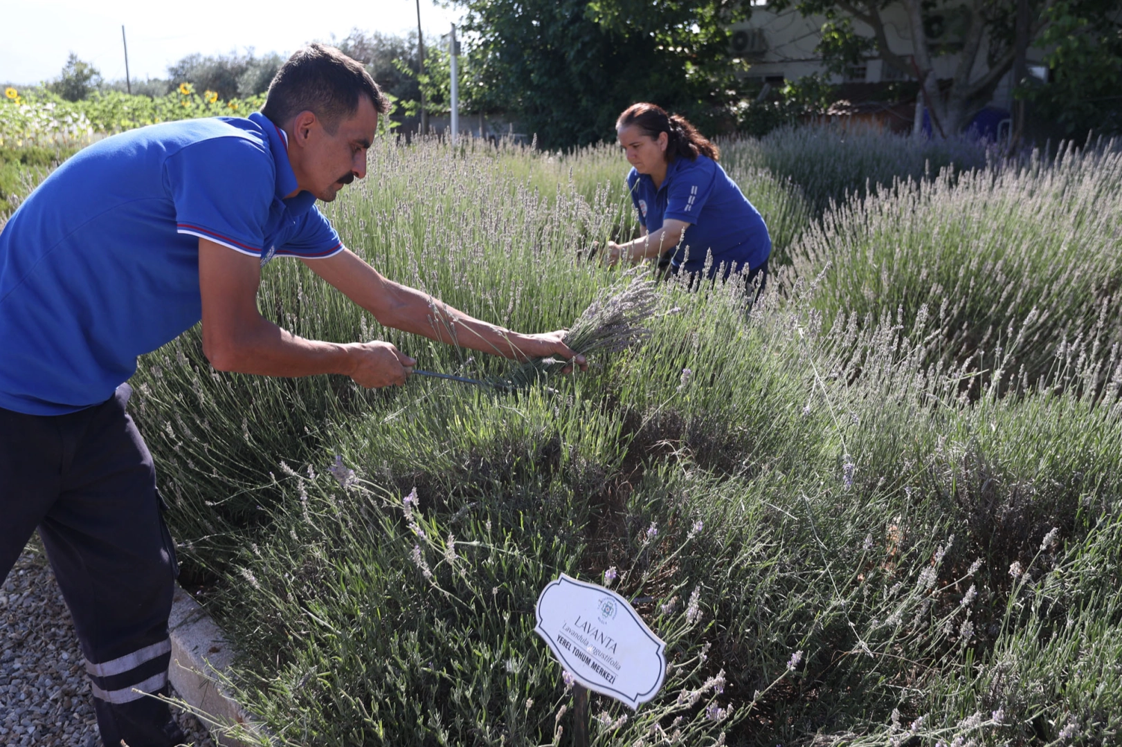 Muğla’da aromatik üretim ekonomiye katkı sağlıyor