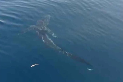 Saros’ta 2,5 metrelik köpekbalığı balıkçıları şaşırttı