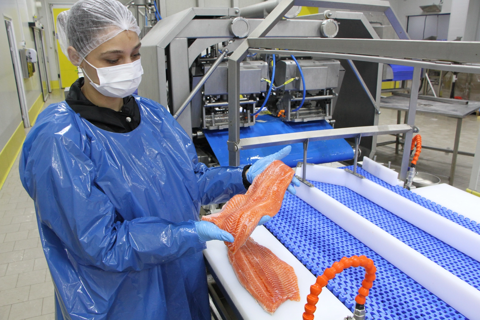 Türk somonu ihracatı rekor kırıyor… 2035 hedefi 1 milyar dolar