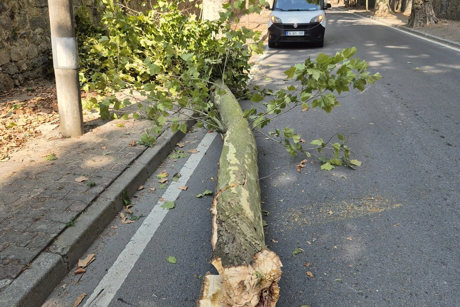İstanbul’da 58 ağaç devrildi, 6 araç hasar gördü… Dikkat! Bu gecede etkili olacak