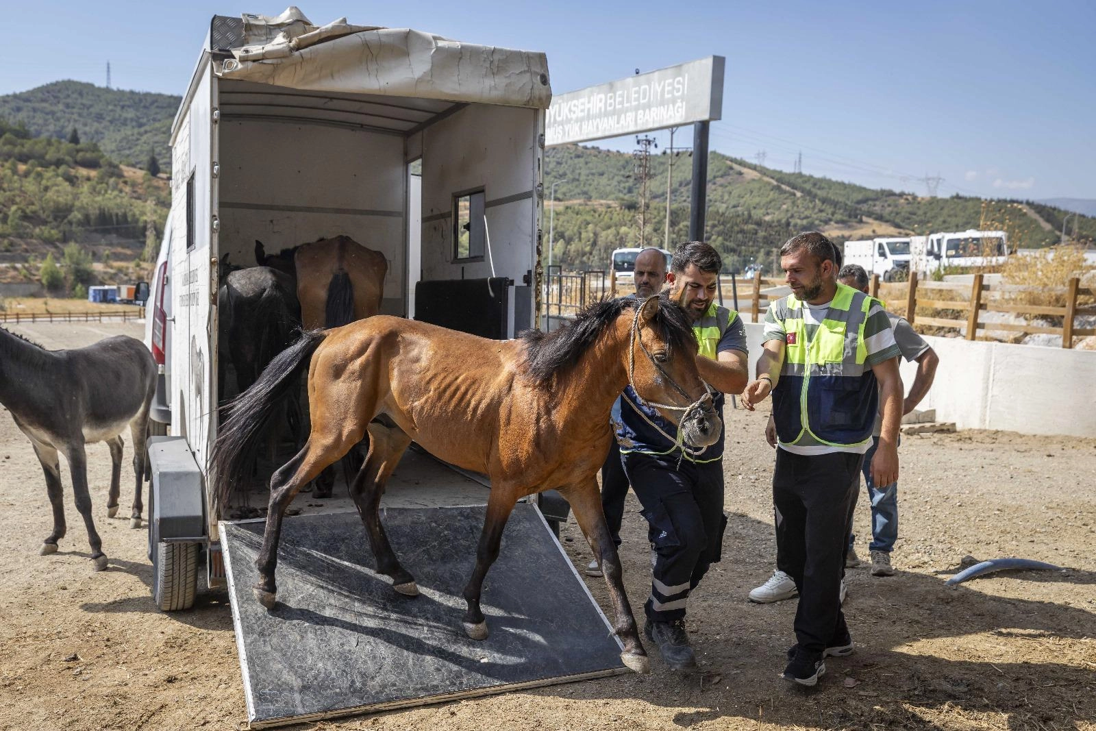 İzmir Buca’da aç ve susuz bırakılan atlar artık güvende