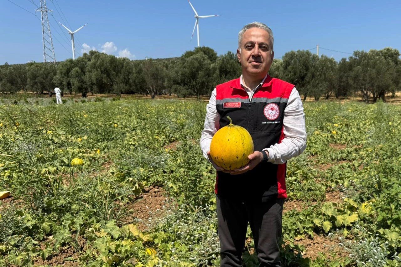 İzmir’in meşhur ‘Çeşme Kavunu’nda hasat zamanı