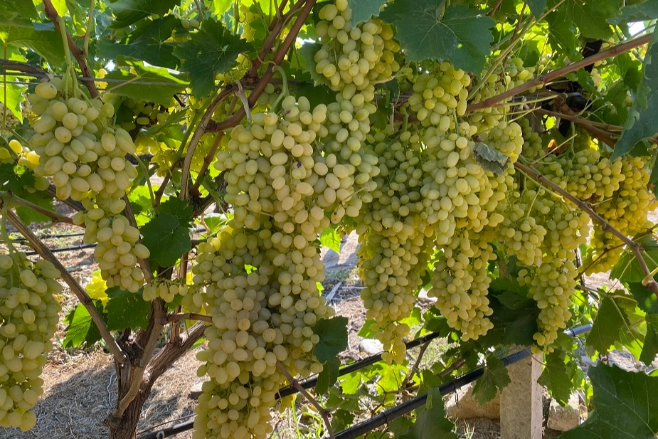 Sultani çekirdeksiz üzüm ihracata gün sayıyor