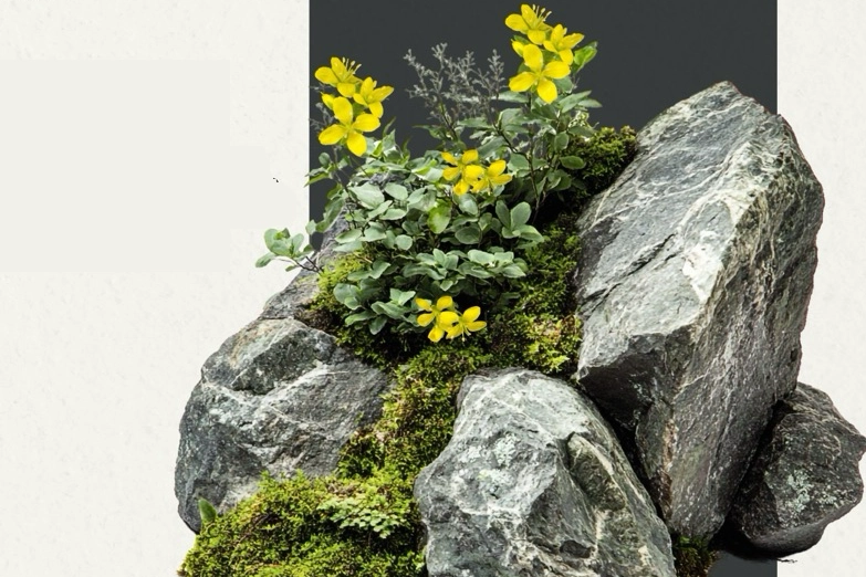 Anadolu’nun yeni keşfi… ‘Tüylü Kekreçiçeği’ bitki florasına katıldı