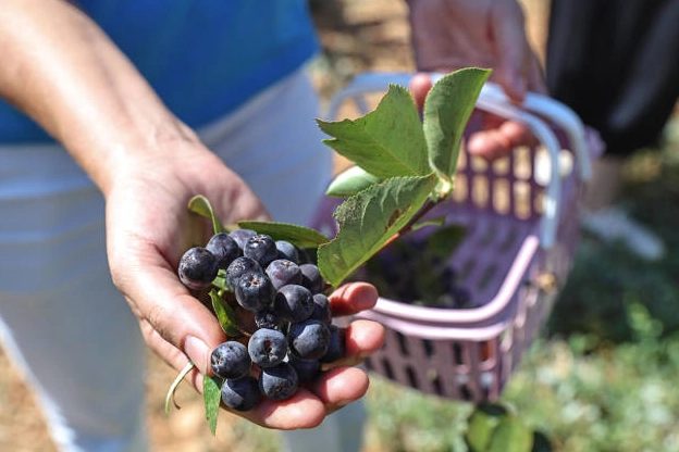 Antalya’da yerelden kalkınma! Beğiş’te üretici kazandı