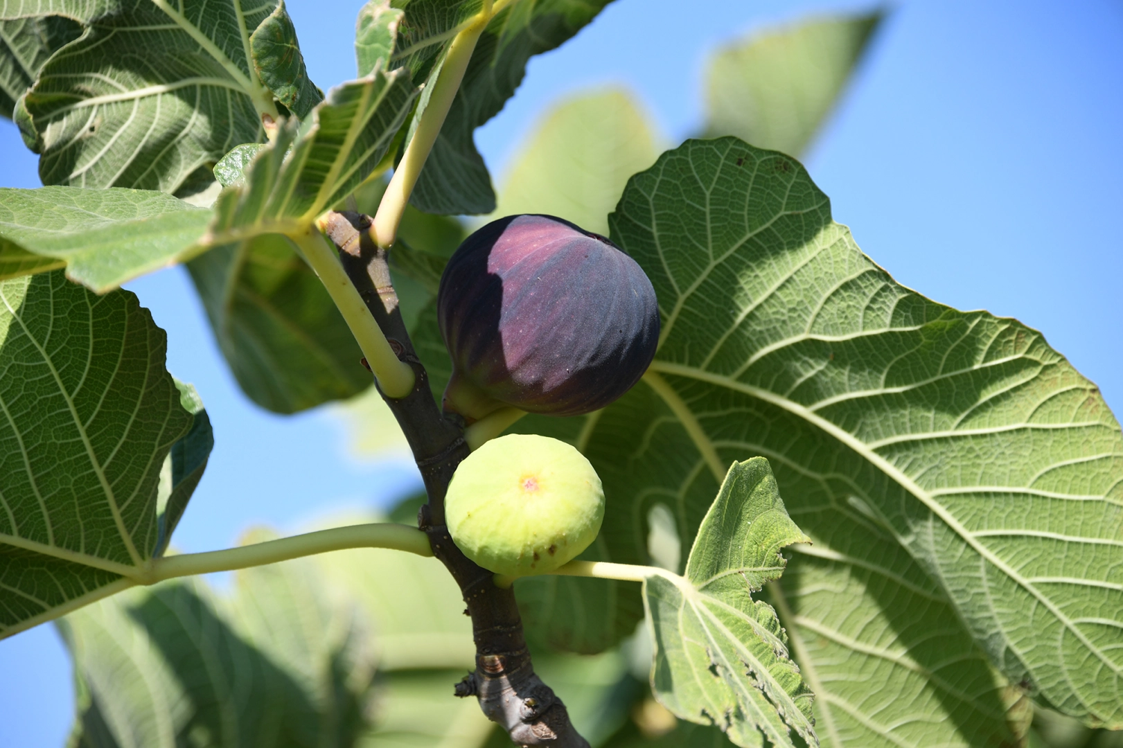 Bursa Osmangazi’den ‘siyah incirimizi korumalıyız’ çağrısı