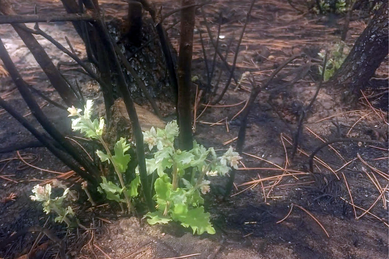 Enez’de yangın sonrası mucize! Meşe ağacı küllerden yeniden yeşerdi