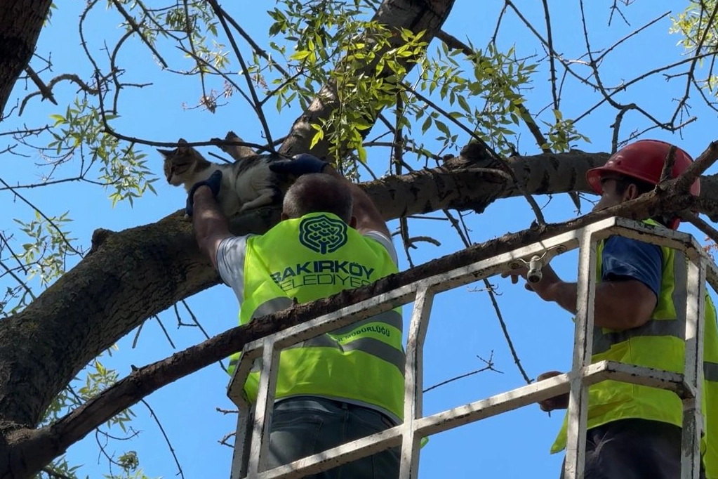 İstanbul Bakırköy’de üç gündür mahsur kedi kurtarıldı