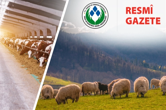 Koyun ve Keçi Yönetmeliği’nde değişiklik… Taahhütname uygulaması kaldırıldı