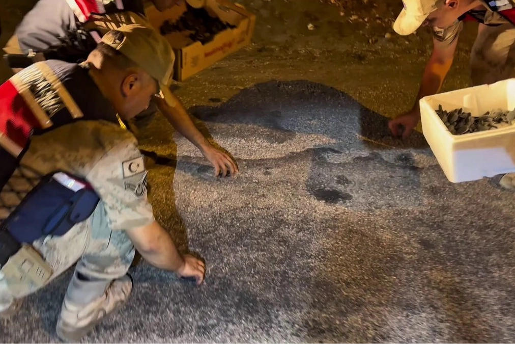 Samandağ’da yavru ‘caretta caretta’lar Jandarma eliyle denize ulaştı